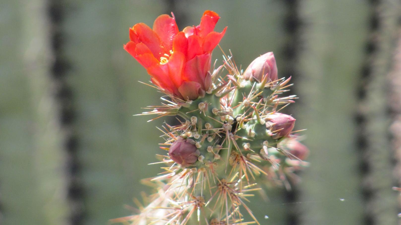 Red cholla cactus bloom